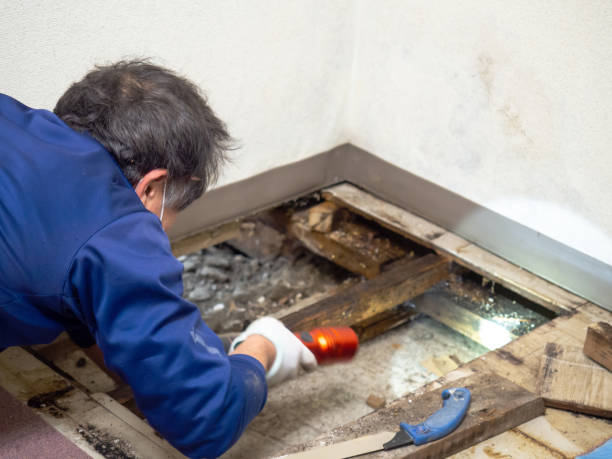 Best Black Mold Remediation in Lake Mills, WI