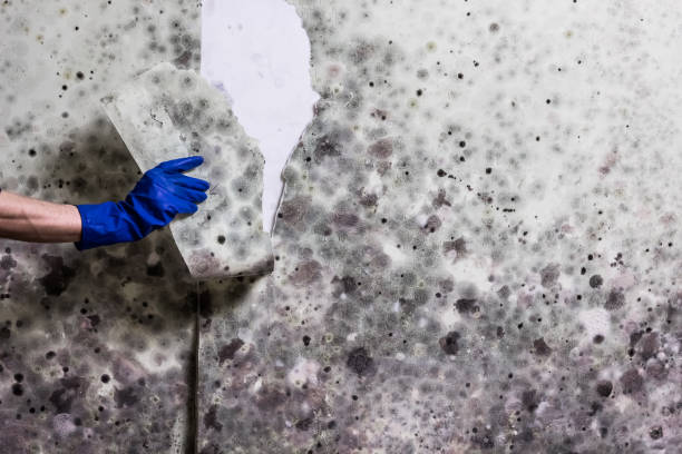 Professional Mold Remediation in Lake Mills, WI