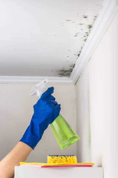 Best Bathroom Mold Remediation in Lake Mills, WI